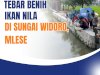 TEBAR BENIH IKAN NILA DI SUNGAI WIDORO, MLESE