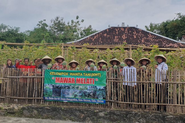 Menengok hasil panen melon di Desa Nanggulan Kecamatan Cawas
