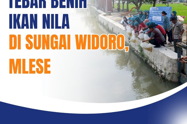 TEBAR BENIH IKAN NILA DI SUNGAI WIDORO, MLESE