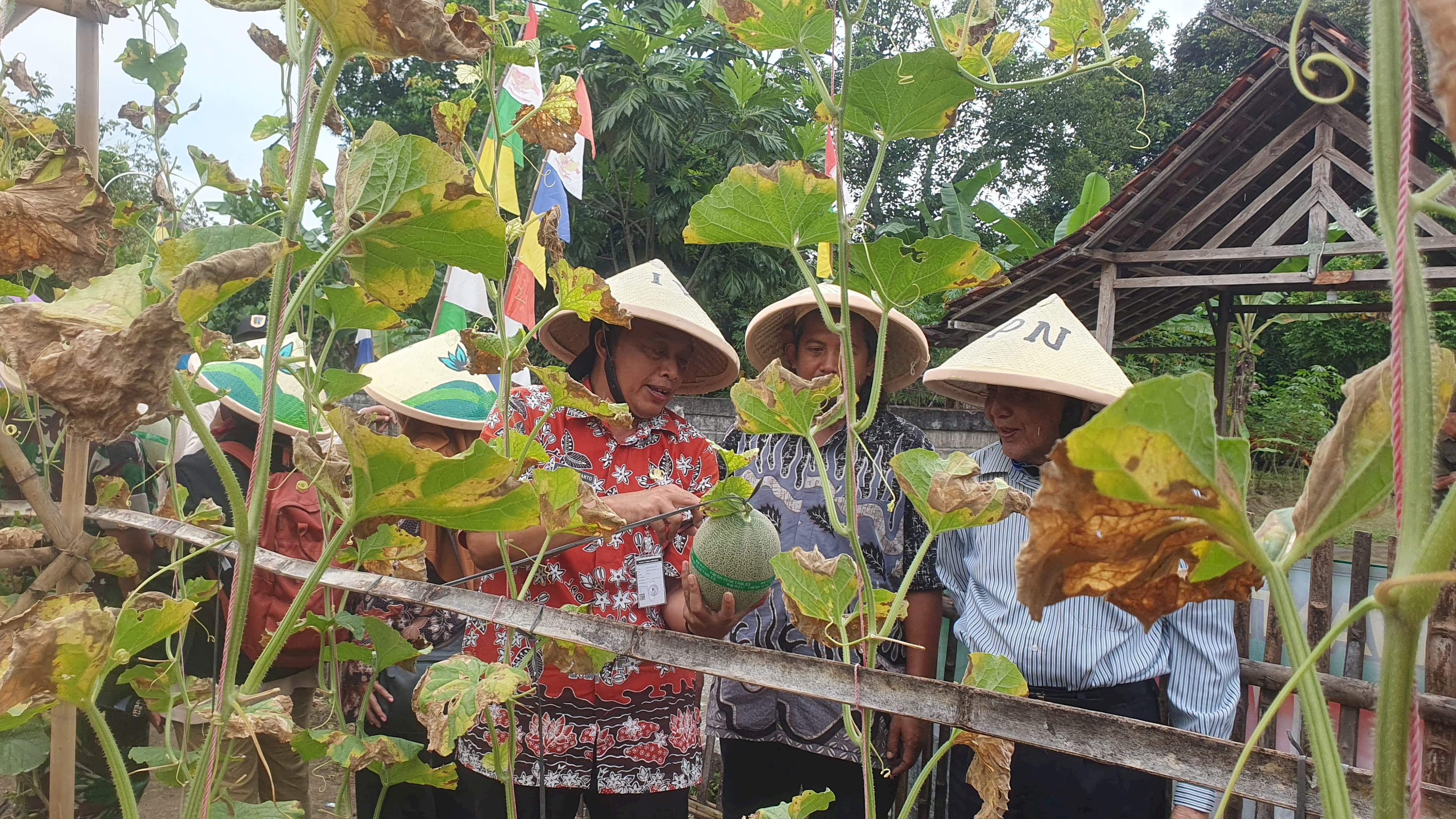 Menengok hasil panen melon di Desa Nanggulan Kecamatan Cawas